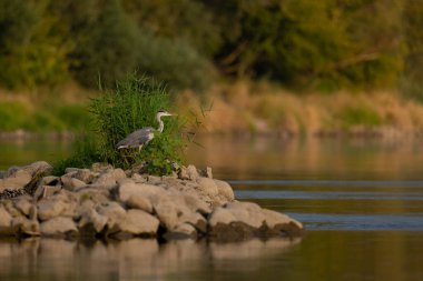Polonya 'da Vistula Nehri' nde bir taşın üzerinde duran gri balıkçıl.