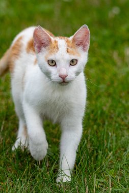 Çimlerin üzerindeki kedi, sarı gözler.