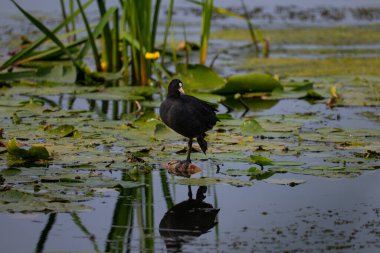 Gölde bir kuş, ördek