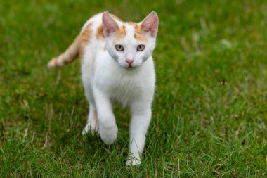 Bahçedeki kedi