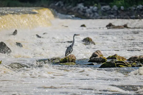 stock image Grey heron standing on a stone at a waterfall on the Narew River in Poland