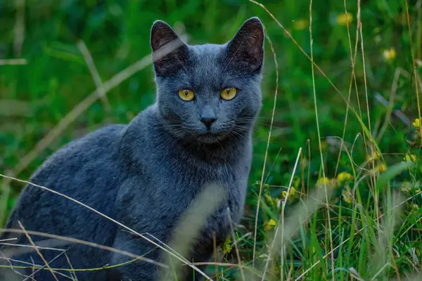 Çimenlerde sarı gözlü bir kedi