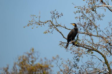 Ağaçtaki büyük karabatak, koraks korbo