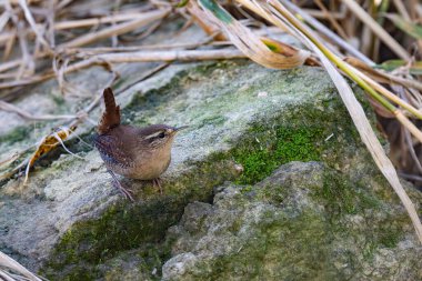 Küçük tatlı kuş, kırlangıç