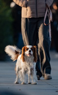 Beyaz bir köpeğin dikey görüntüsü. Şövalye Kral Charles Spaniel.
