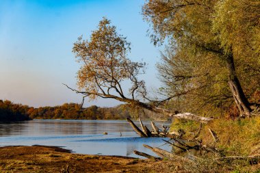 Ağaç ve mavi gökyüzü olan nehir kıyısı. Polonya 'da Vistula nehri.