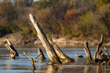 Polonya 'daki Vistula Nehri' nden çıkan ağaç kütükleri.