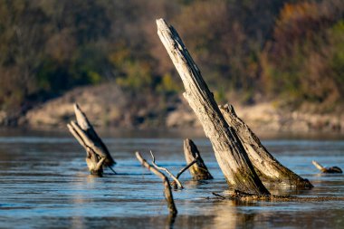 Polonya 'daki Vistula Nehri' nden çıkan ağaç kütükleri.