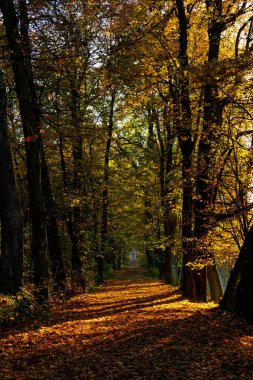 Parkın güzel manzarası, sonbahar