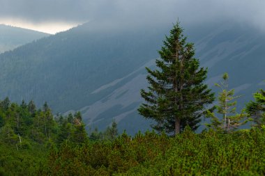 Polonya 'daki Karkonosze Dağı' nın güzel manzarası