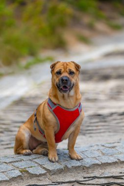 Parktaki güzel bir köpeğin portresi, Shar Pei