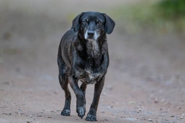 Parktaki siyah köpek.