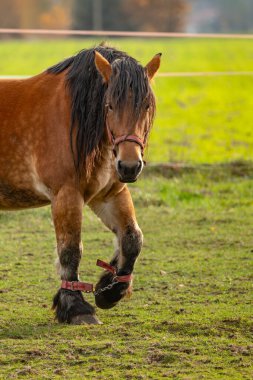 Kahverengi at yeşil alanda uzun yeleli