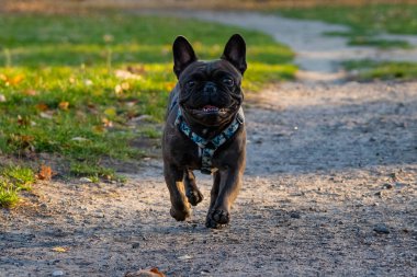 Tatlı Fransız bulldog 'u yolda koşuyor