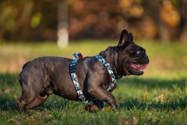 Fransız Bulldog köpek portresi