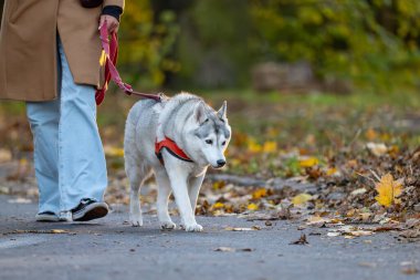 Sonbahar parkında arka planda sarı yapraklarla yürüyen iri yarı bir köpek.