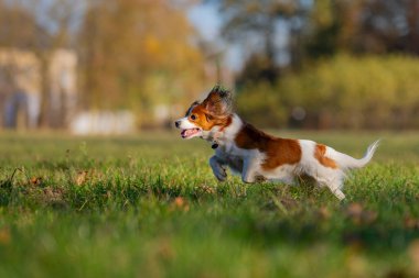 Şirin köpek parkta koşuyor..