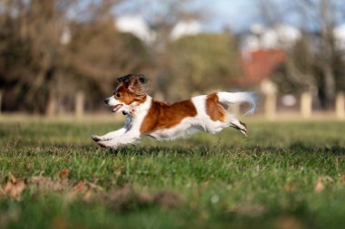 Zıplayan küçük sevimli köpek