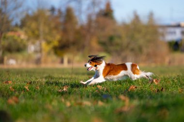Zıplayan küçük sevimli köpek