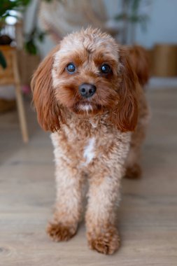 Şirin bir köpeğin portresi. Cavapoo.