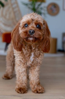 Şirin bir köpeğin portresi. Cavapoo.