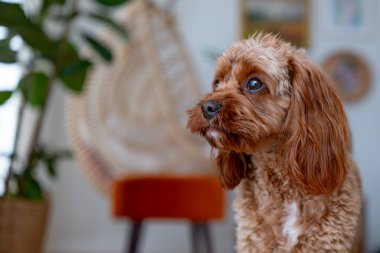 Şirin Cavapoo köpeği masada oturuyor.
