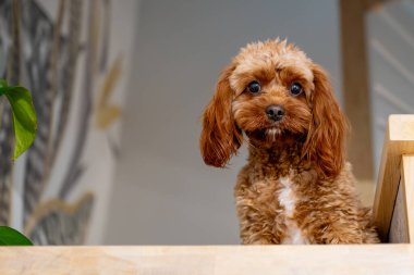 Evde Cavapoo 'su olan sevimli bir köpek.