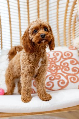 Cavapoo köpeği evdeki yatakta