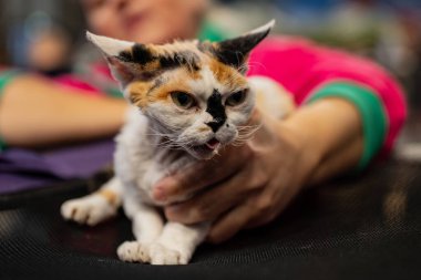 Güzel bir kediye yaklaş, kedi şovu