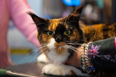 Sığınakta bir kedi