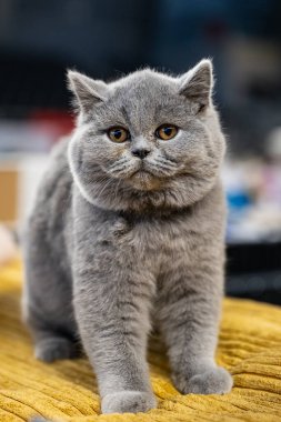 Sarı gözlü sevimli İngiliz kısa hava kedisi.