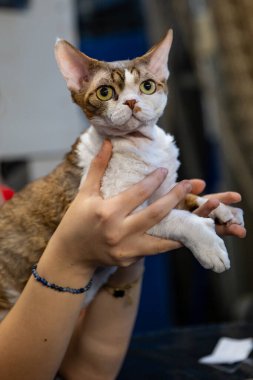 Kedi gösterisi, kedi portresi.