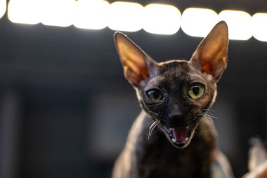 Yeşil gözlü sevimli Devon Rex Cat 'in portresi