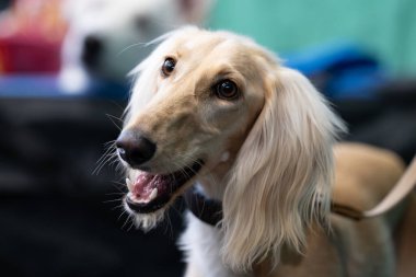 Tatlı beyaz daksund 'un portresi