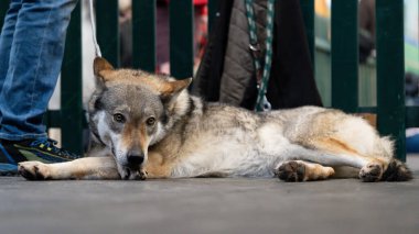 Köpek yerde yatıyor, Çekoslovakya Kurdu