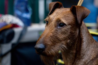 Bir köpek portresi, İrlanda teriyeri.