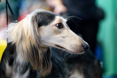 Sergideki köpek, Saluki