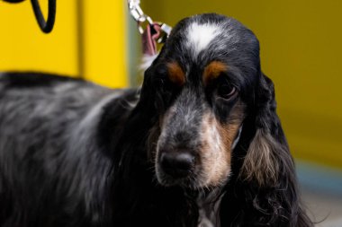Güzel siyah bir köpeğin yakın görüntüsü, İngiliz Cocker Spaniel
