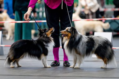 İki köpek tasmalı. Shetland Çoban Köpeği.