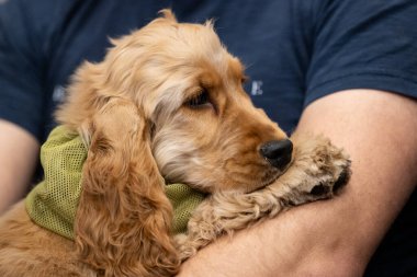 İngiliz Cocker Spaniel. Sahibinin kollarında bir köpek.