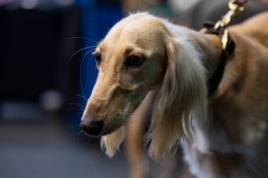 Bir köpek portresi, Pers tazısı.