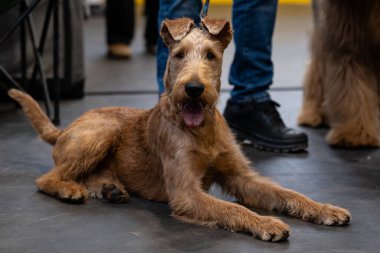 Bir köpek portresi, İrlanda teriyeri.