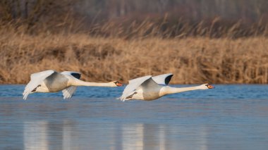 sessiz kuğu (cygnus olor ) 
