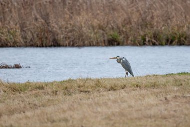 Balıkçıl otların arasında duruyor ve kameraya bakıyor.
