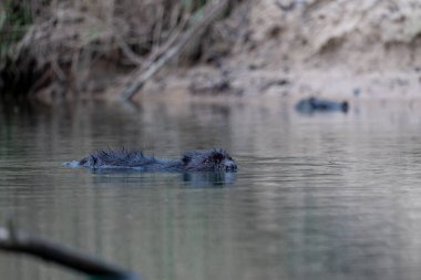 Suda siyah bir kunduzun yakın çekimi.