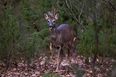 Ormanda boynuzlu bir çaylak.