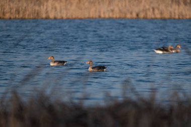 Vahşi kunduz doğada