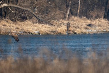 Polonya 'daki Narew Nehri' nde uçan iki beyaz kuyruklu kartal.