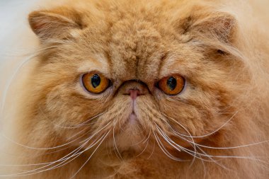 Bahçedeki kediyi kapat..