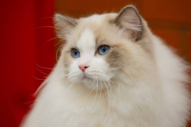 beautiful fluffy cat in the blue eyes
